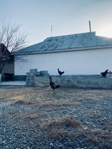 продажа щенков немецкой овчарки в бишкеке с документами: Сатам | Короздор | Тебиштирүүчү | Көбөйтүү үчүн — 1