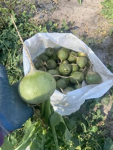 тумба под телевизор бишкек: Редька маргеланский сатам — 1