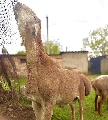 сколько стоит енот: Продаю | Баран (самец) | Арашан | Для разведения | Племенные, Осеменитель — 6
