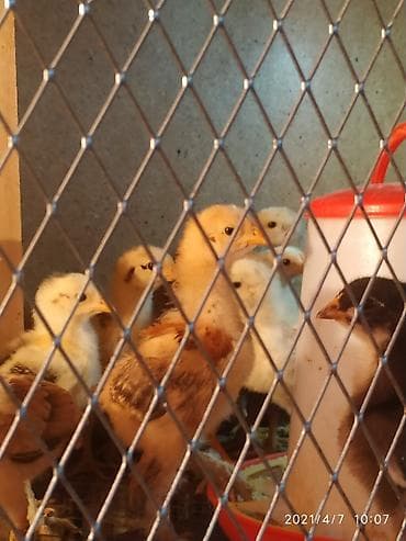 куры марьям бишкек: Продаю | Цыплята | Полубрама | Для разведения — 4