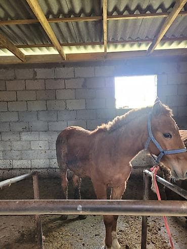 продам корову: Байланган тайлар — 2