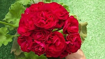 цветы канны: Пеларгония зональная махровая «Анна Каренина» (королевская розебудная — 3