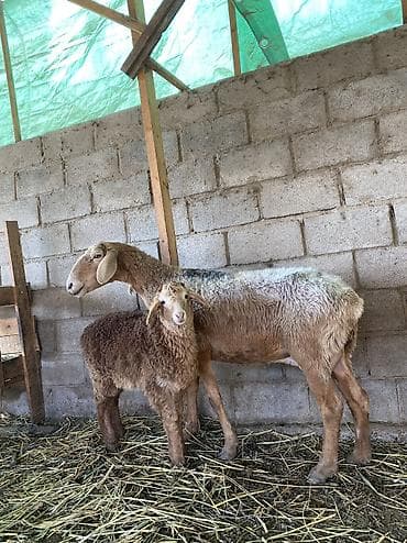 британская голубая кошка: Продаю | Овца (самка), Ягненок | Гиссарская, Арашан | Для разведения | Племенные, Ягнившаяся — 1