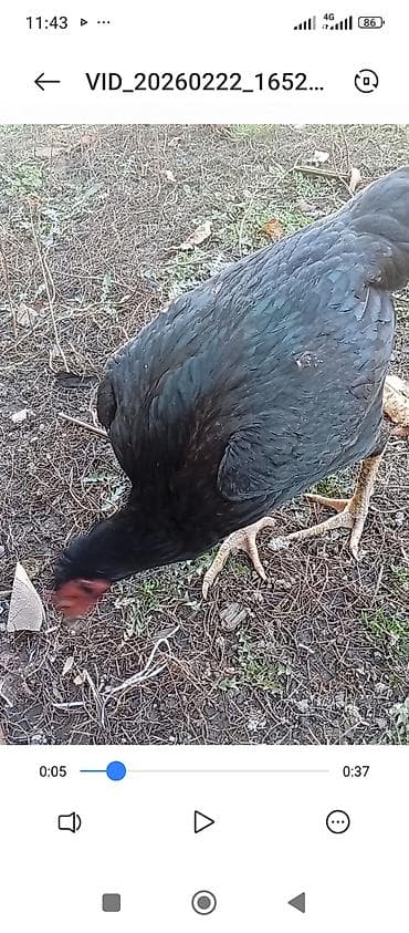 А/ч жаныбарлары үчүн тоюттар: Дакан короз сатылат Бир козу кор.Бир победасы бар таза корпусник — 2