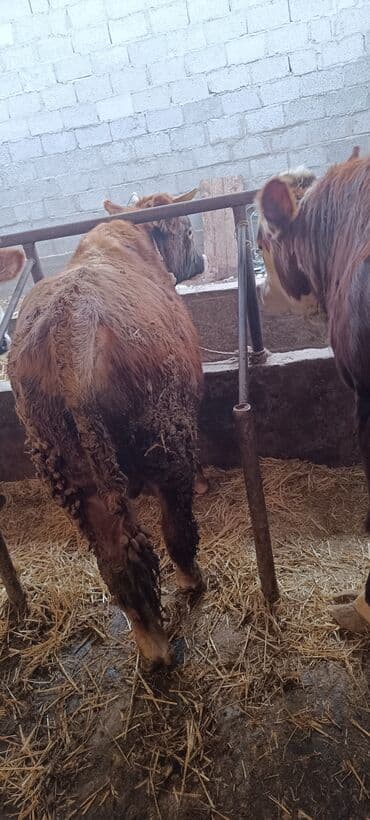 Продаю | Бык (самец) | На откорм | Привязанные