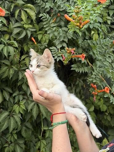 бишкек кошка: Котята домашние короткошерстные, возраст 3 месяца. Ласковые — 5