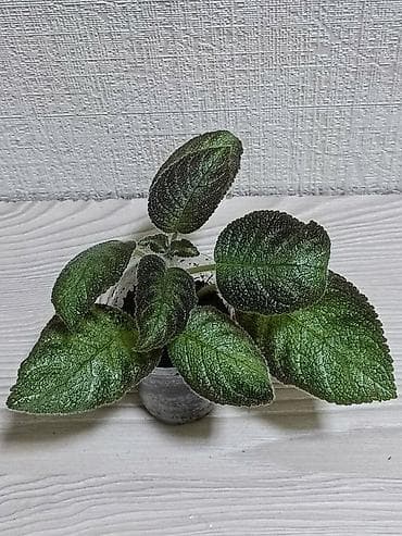 Упаковочные товары: Эписции 10 сортов. Крупные детки, некоторые с бутонами. Цветут — 3