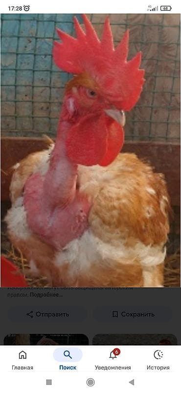 собаки карабалта: Сатам | Балапандар — 3