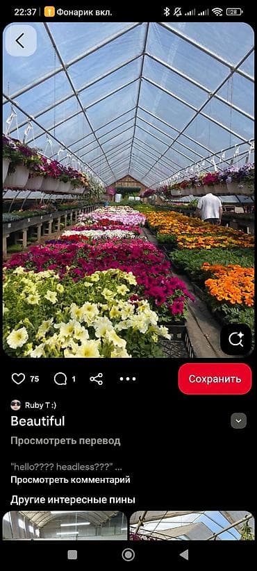 растения цветы: Рассада и цветущие декоративные растения из теплицы - Ассортимент — 2