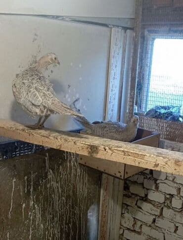 продажа домашних животных: Продам фазанов — 3