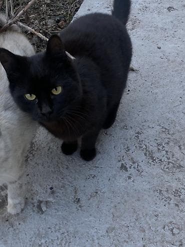 Грызуны: 6 месяцев, Мальчик, Черный — 2