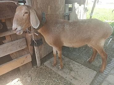 кунан ат: Продаю | Овца (самка) | Арашан — 3