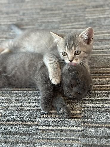 котята дарлм: Шотландский вислоухий котёнок (Scottish Fold), окрас: сплошной — 3