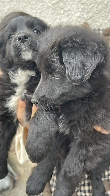 Услуги ветеринара: Щенки метисы, черные пушистые, с белыми отметинами на груди и лапках — 2