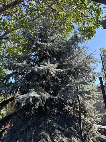 сеянцы голубой ели: Ель голубая (Picea pungens, «голубая ель») для ландшафтного — 2
