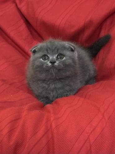 временные приюты для кошек: Продаются шотландские котята, (Scottish Fold, Scottish Straight). С — 7