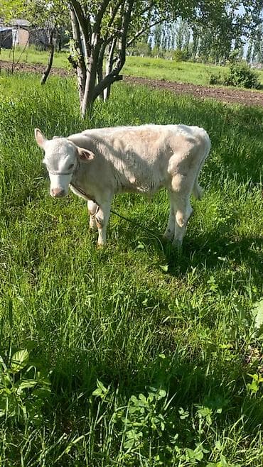 дом животные: Продаю | Тёлка | На откорм | Привязанные — 2