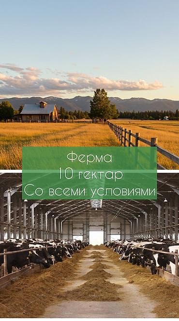 бокс сдаю: Ферма КРС, 1000 соток, Действующий, С оборудованием, Электричество, Отопление, Скважина — 1