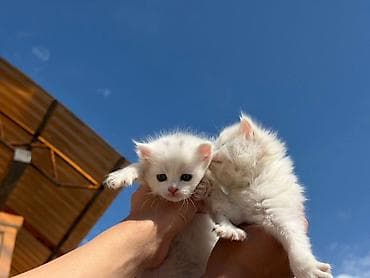 Кошки: Кошка даром: Беспородная, 1 месяц, Мальчик — 1