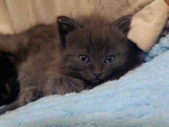 мышык: Котята домашние, порода шотландская одна прямоухая вторя — 4