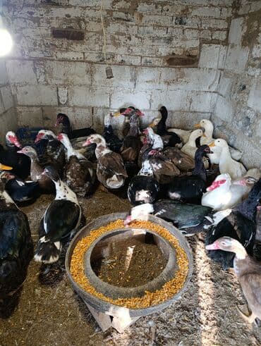 дом попугая: Селезни большие — 5