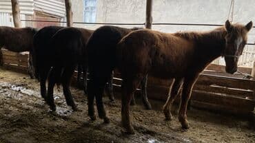 наполнитель для животных: Продаю | Жеребенок | Для разведения | Племенные — 4