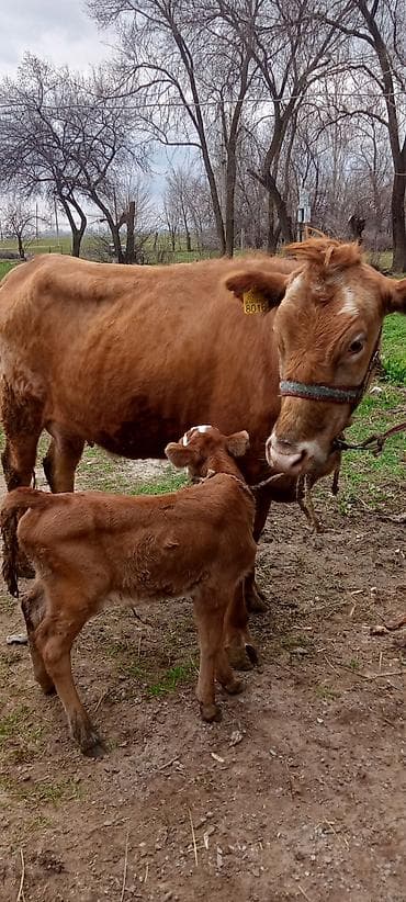 продаю конь: Продаю | Тёлка | Для разведения | Привязанные — 7