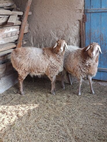 дом для животных: Продаю | Овца (самка) — 1