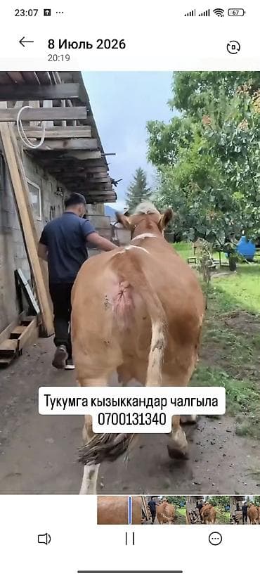 усыпление животных бишкек: Продаю | Корова (самка) | Для разведения | Племенные — 1