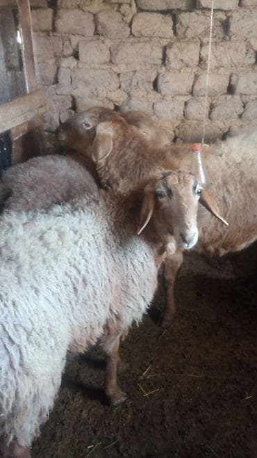 А/ч жаныбарларын сатам: Сатам | Ургаачы кой (ургаачы) | Көбөйтүү үчүн | Асыл тукумдуу — 1