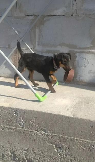 продаю лайку: Ягдтерьер, 7 месяцев, Самка — 1