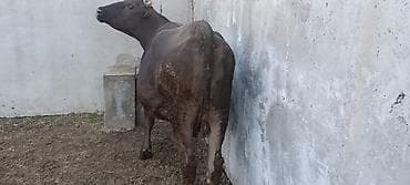 Товары и оборудование для с/х животных: Продаю | Корова (самка) | Полукровка | Для молока — 5