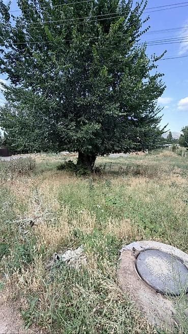 4 соток, Курулуш, Кызыл китеп — 5