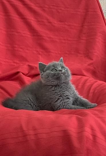 кот манчкин: Скотиш Страйт (Шотландская прямоухая), 2 месяца, Мальчик, Серый, Приучена к лотку — 5