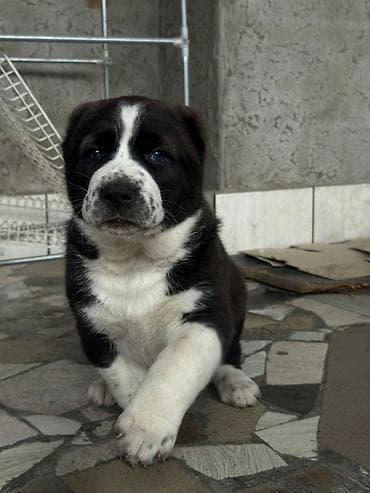 кыргыз алабай: Продаются щенки средне азиатской овчарки, алабаи, один мальчик и три — 5