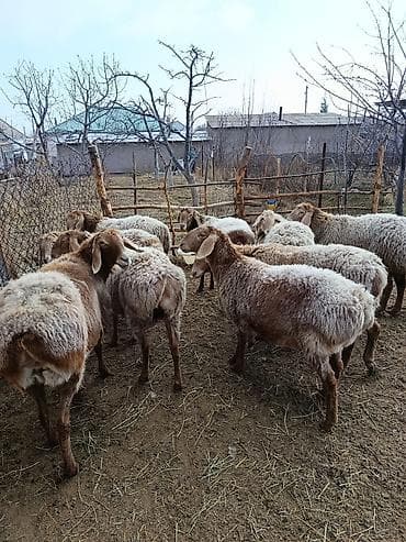 живой корм: Продаю | Овца (самка) | Для разведения — 5