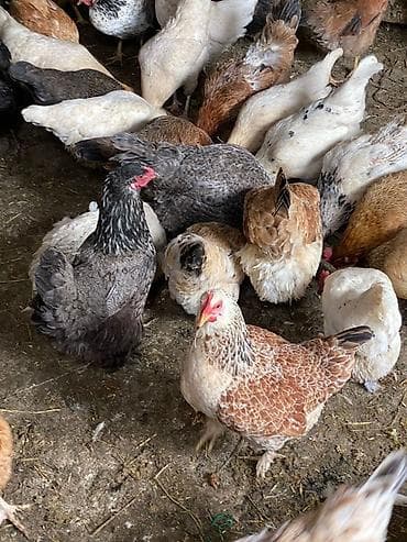 клетка для перепел: Продаю | Куры, Петух, Цыплята | Домашняя, Кучинская | На забой, Для разведения, Несушки — 6