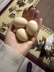 декоративные кролик: Самые маленькие мини курочки! Молодые петух и две курицы одна начала — 3