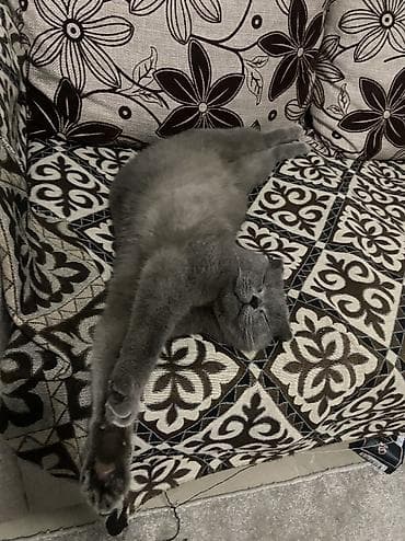 купить котёнка мейн кун: Шотландская вислоухая кошка (Scottish Fold), окрас сплошной голубой — 9