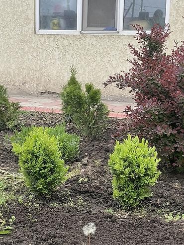 цветок бенджамин фикус: Фикус Бенджамина в горшке + садовые декоративные кустарники - — 2