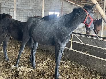 авган кой: Продаю | Жеребенок, Кобыла (самка) | Английская | Для разведения, Для молока, Конный спорт | Племенные — 6