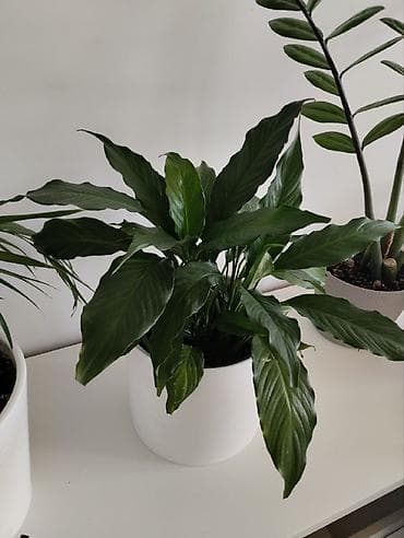 времени: Комнатные растения в горшках: 1) Замиокулькас (ZZ-plant) - Крупные — 4