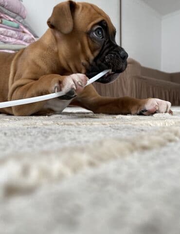 костюм для собаки: Боксёр, 2 месяца, Самка, С прививкой — 2