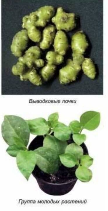 аихризон купить: Анредера сердцелистная.С приятным ароматом при — 3