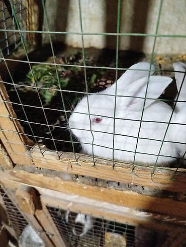 вязка кошек ош: Продаю | Крольчата | Для разведения — 3