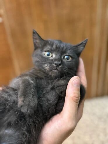 кот вислоухий купить: Скотиш Фолд (Шотландская вислоухая), 2 месяца, Мальчик, Черный — 4