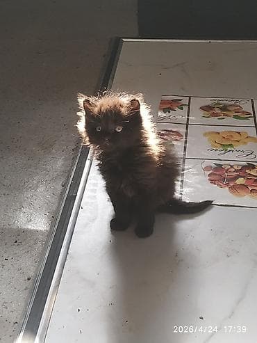 Котята домашние, ручные. - Окрас: один рыжий с белым, второй
