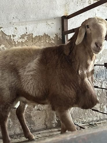 арабский лошади: Продаю | Баран (самец) | Арашан — 2