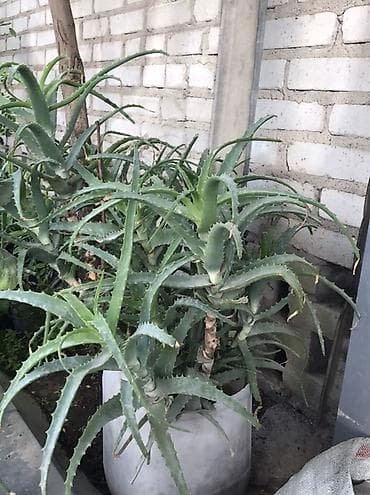 открытый: Алоэ (суccулент, декоративно‑лекарственное растение) в горшках — 5