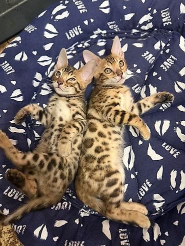 породистые котята бишкек: Продаются Бенгальские котята, возраст 1.5 месяца. инста фото видео — 10
